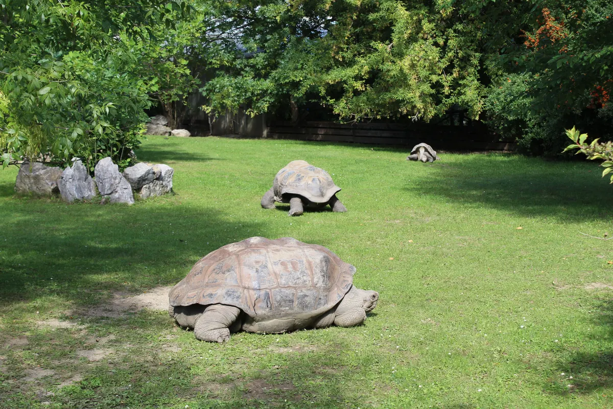 Tortoise outdoors in a garden, what an outdoor tortoise enclosure protects