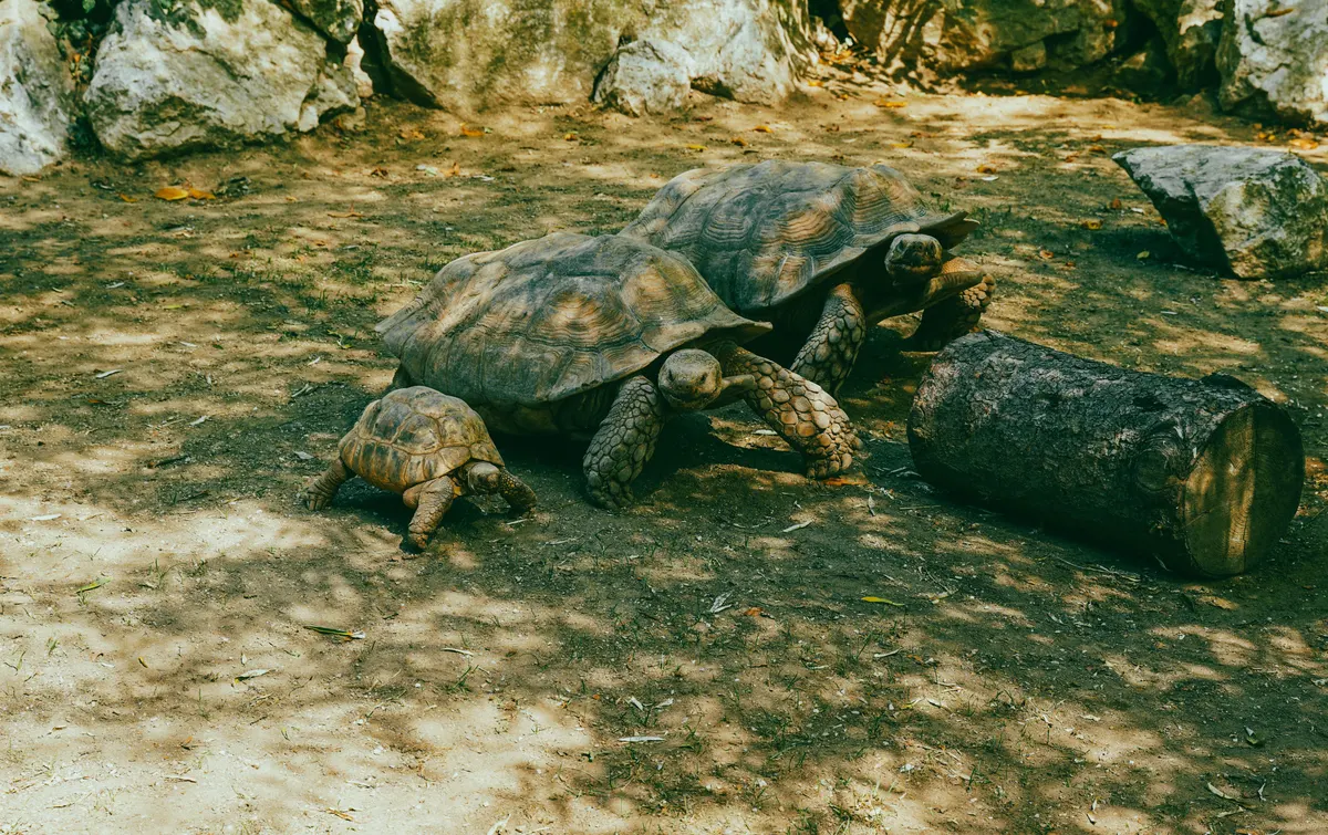 Tortoise inside a pen, the layout a tortoise enclosure needs