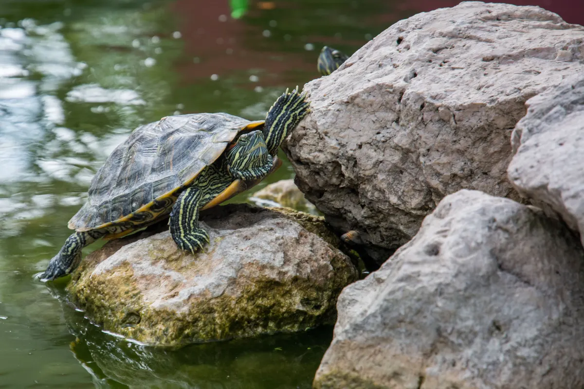 Aquatic turtle basking out of the water on a turtle basking platform