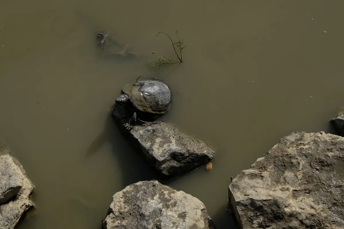 Aquatic turtle drying off on a dry basking deck above the water