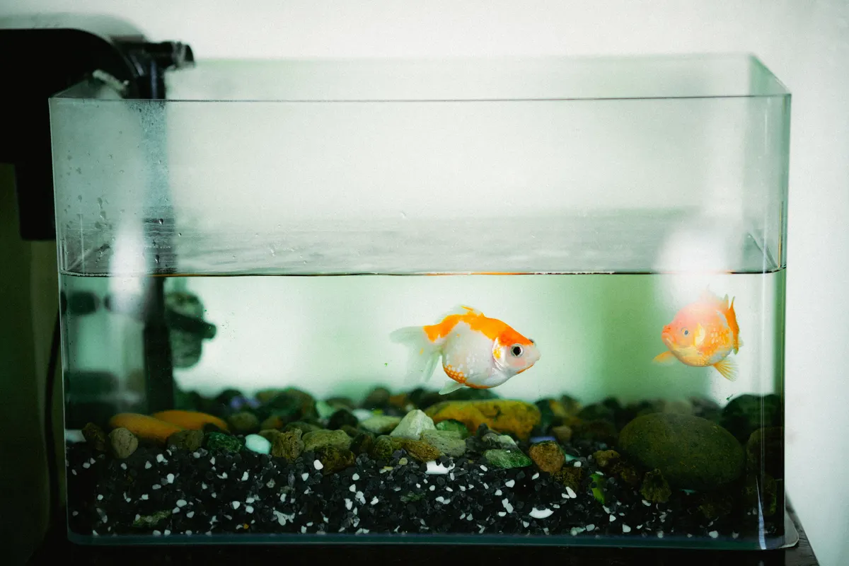 A home aquarium running clear, which is the whole point of a filter