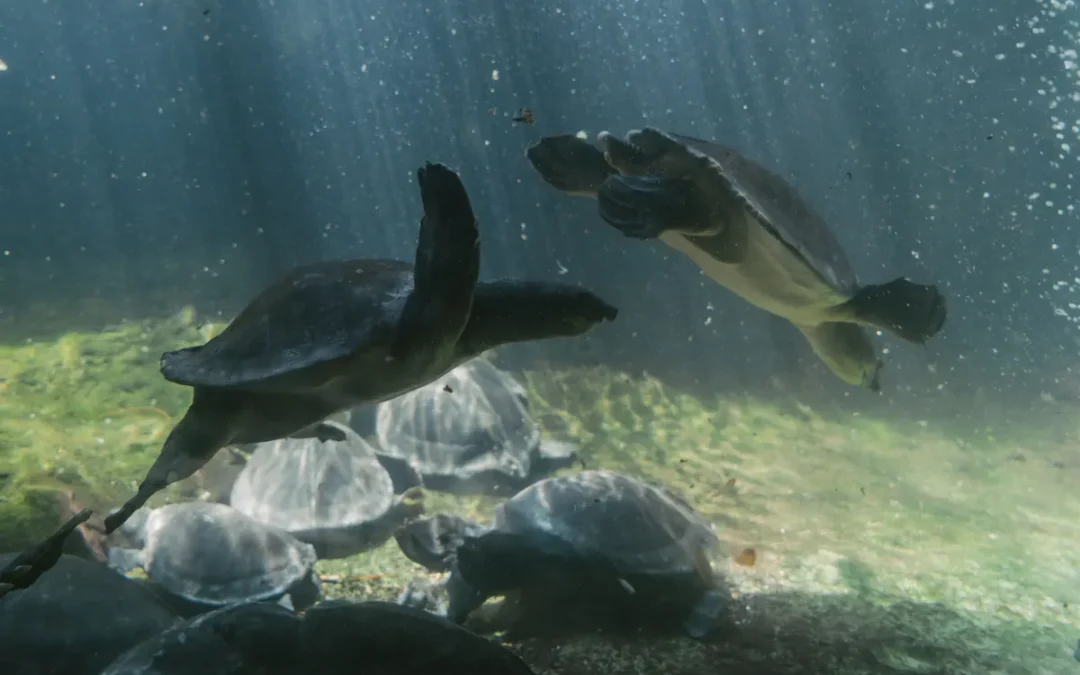 A water turtle swimming in a tank, the job a turtle tank filter has to do