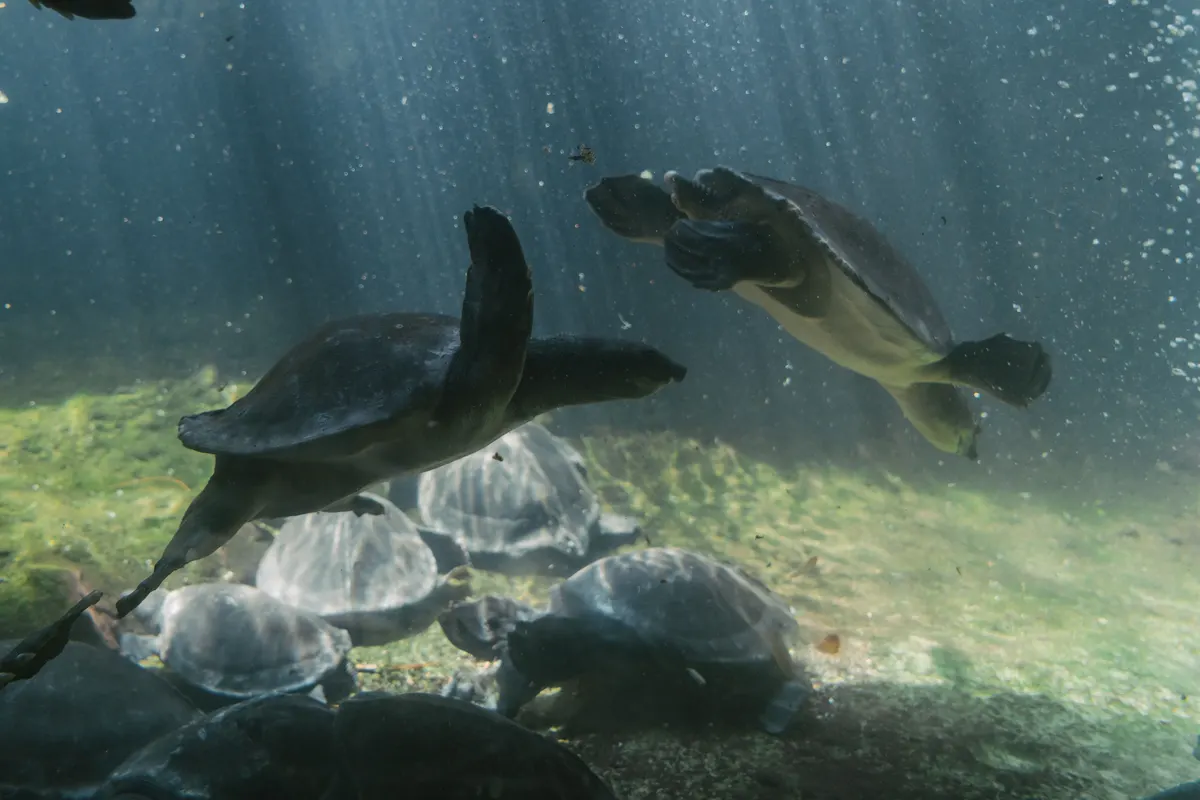 A water turtle swimming in a tank, the job a turtle tank filter has to do