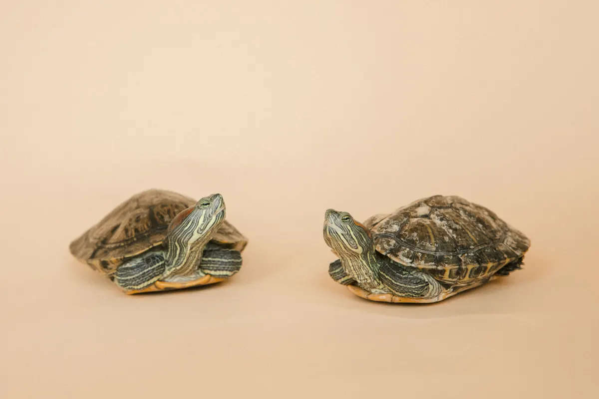 Two red eared sliders, the species most of these filters are bought for
