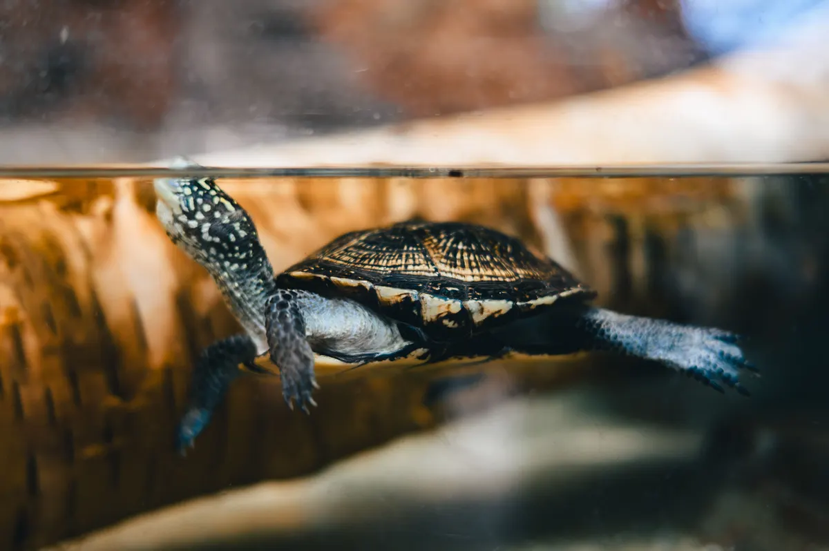Turtle tank with water for swimming and a dry basking area above it