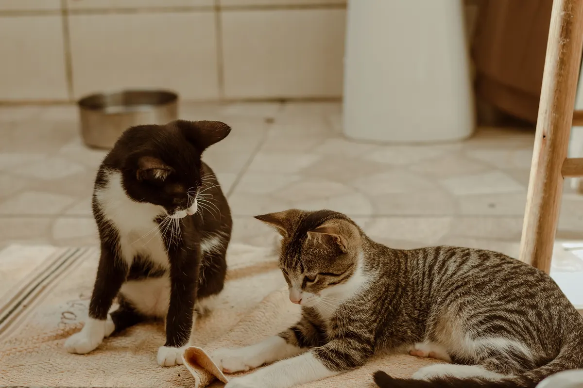 Two cats indoors, the multi-cat home that needs more than one litter box