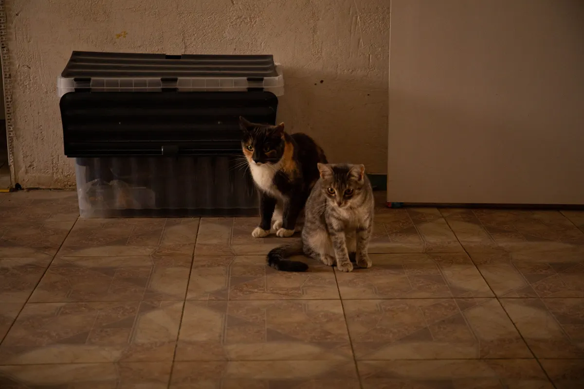 Two cats indoors, the pair most self cleaning litter boxes are actually bought for
