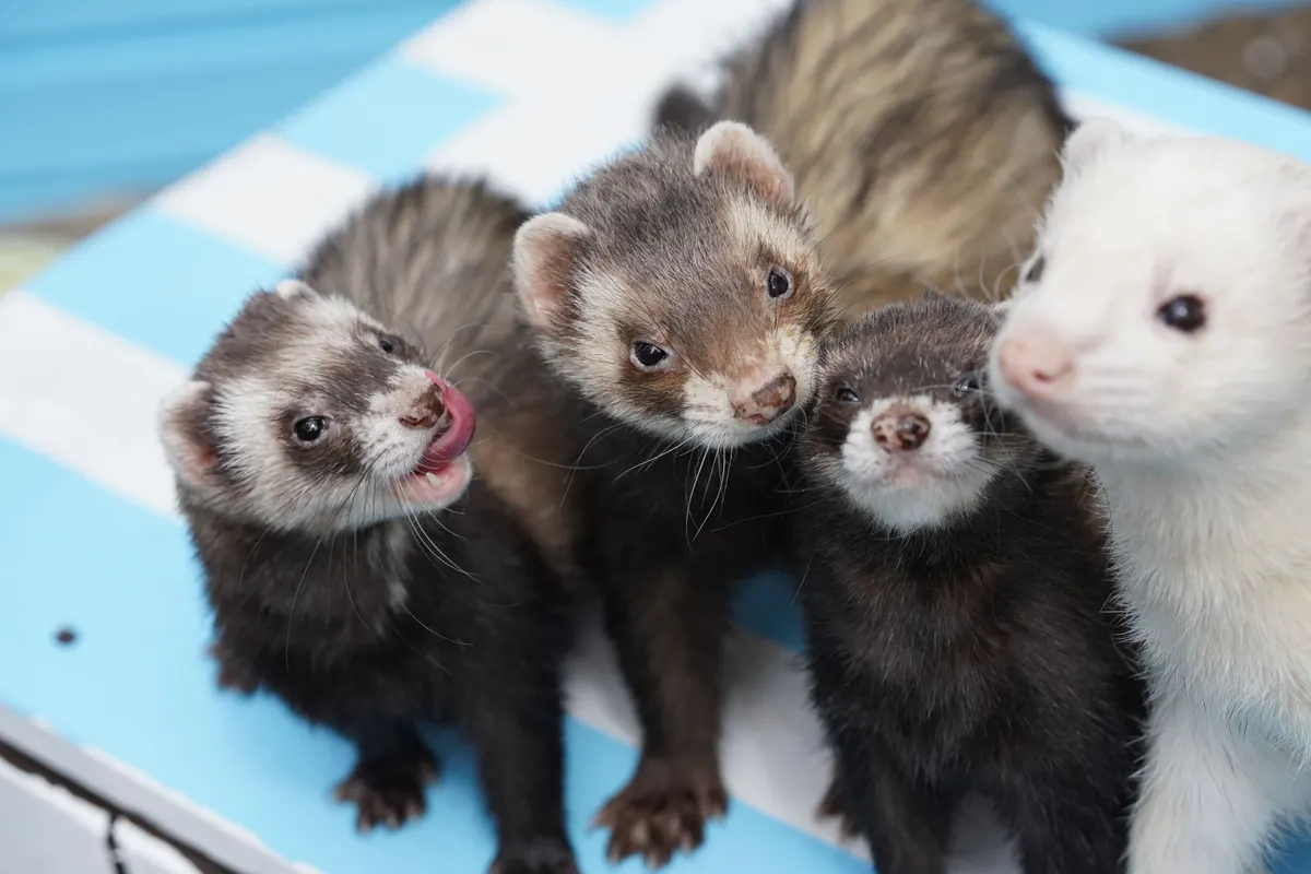 Two ferrets together, the pair a ferret cage is usually sized for