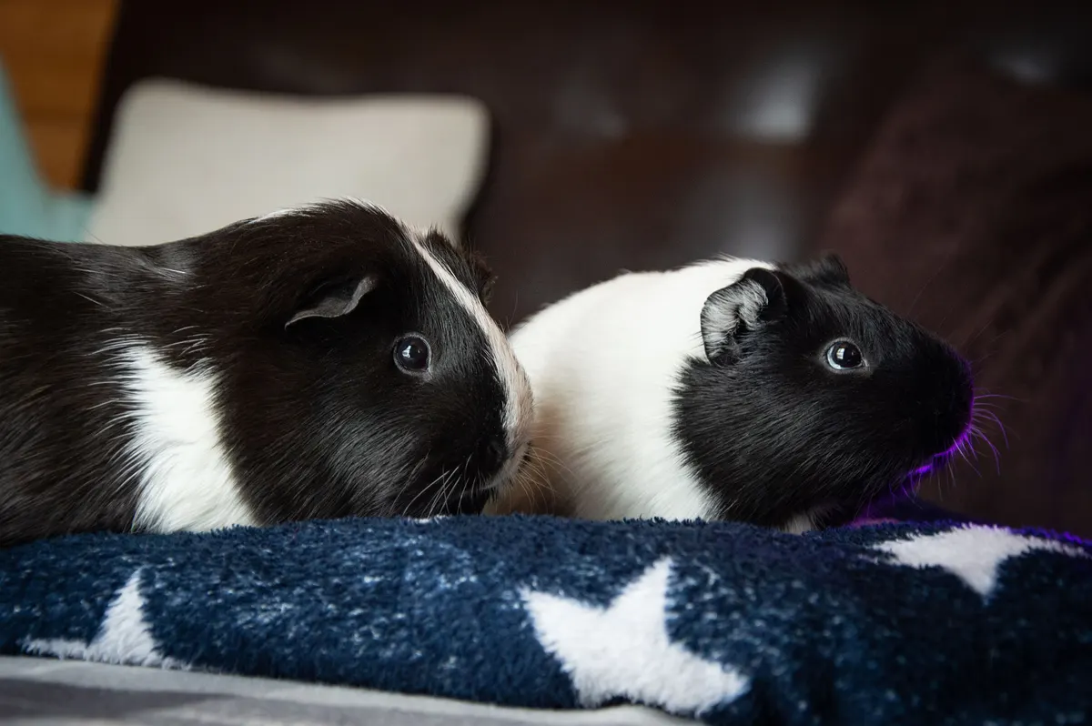 Two guinea pigs together, the pair most guinea pig cages are bought for