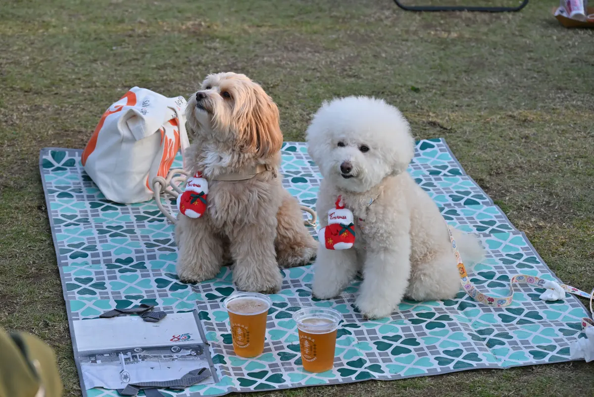 Two small dogs sitting together outdoors, the pair a two dog stroller carries