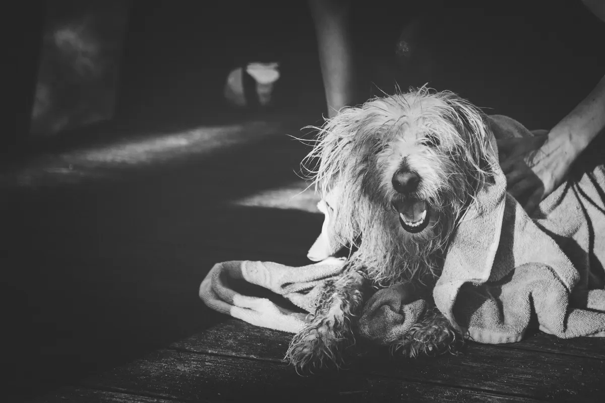 Wet dog in a towel after a bath with the best smelling dog shampoo