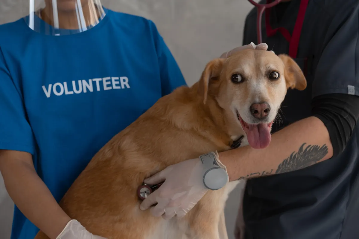 What to bring to a vet appointment in an emergency, a dog carried into a veterinary clinic