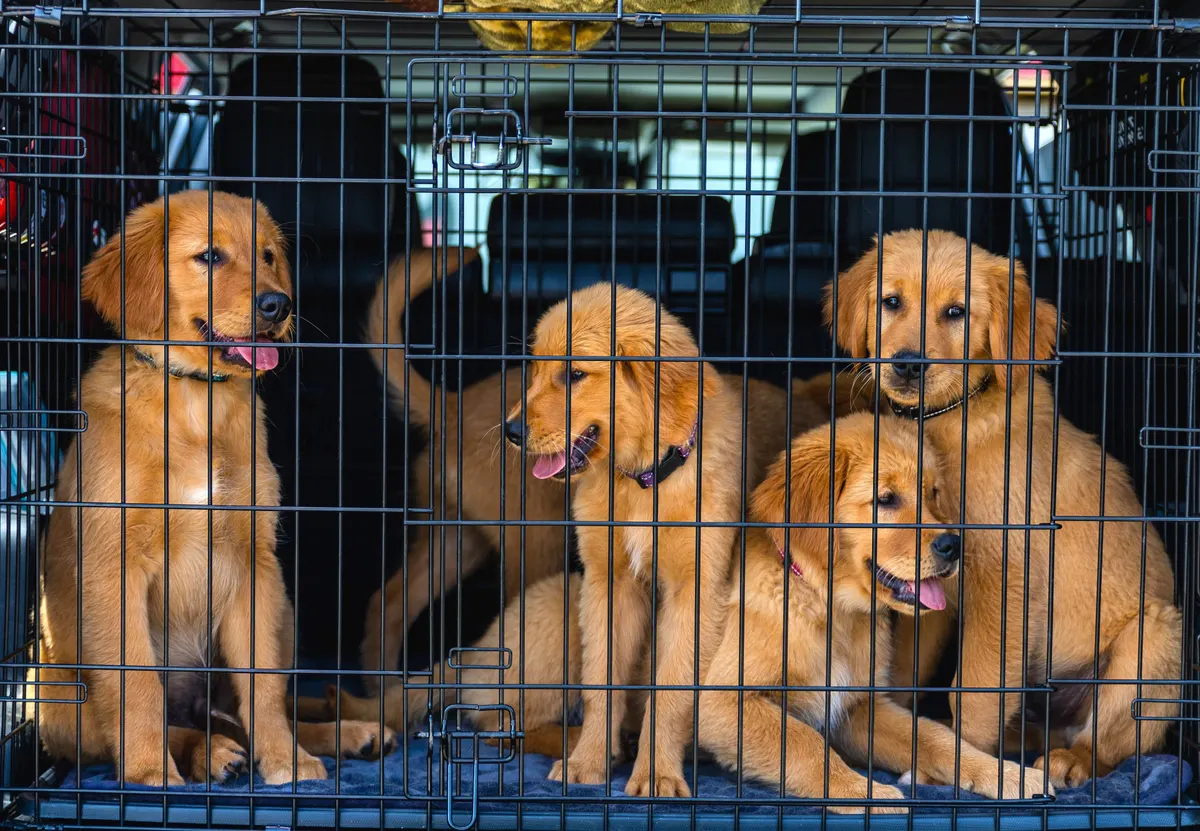 A dog waiting calmly in a travel crate before a trip to the vet