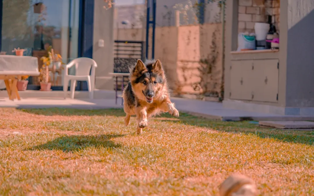 Dog running free in a backyard, the job a wireless dog fence does without a real fence