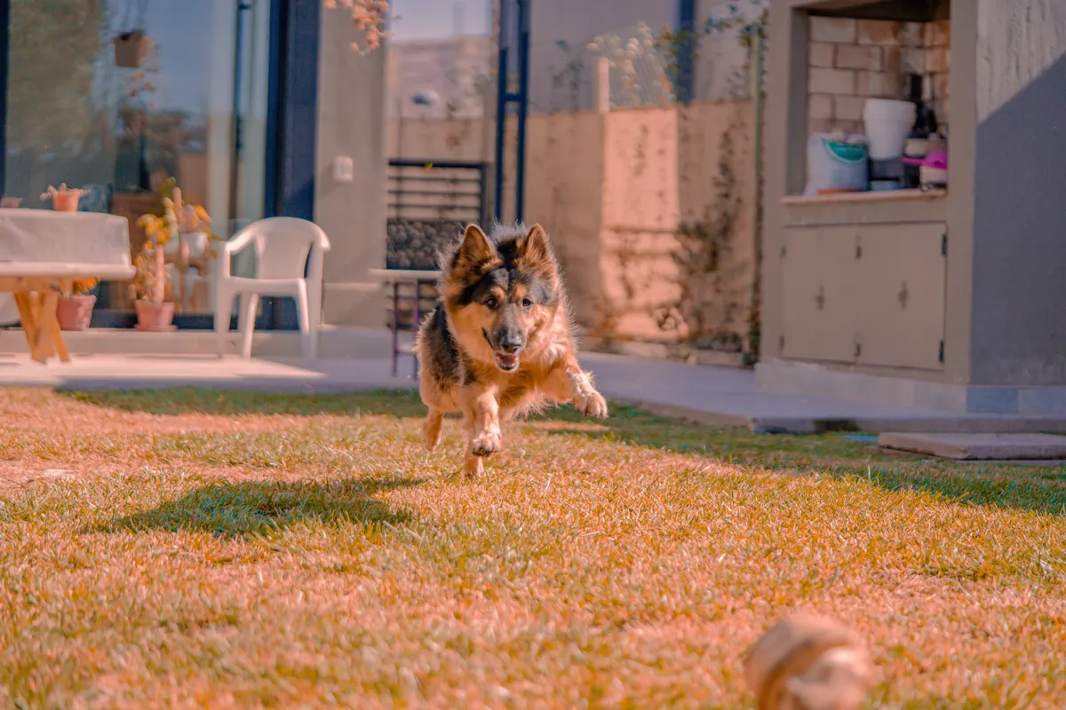 Dog running free in a backyard, the job a wireless dog fence does without a real fence
