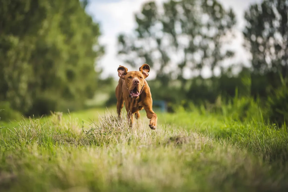 Dog running in an open yard, what boundary training with a wireless dog fence is for